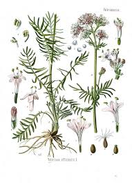 Image result for Valerianaceae