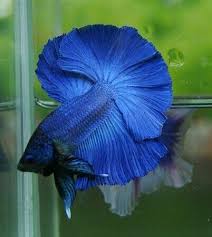 Blueface bluefish blue boy cerulean cobalt cyan ice. Colors Koi Bettas