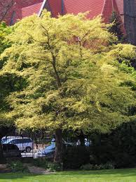 Image result for Ulmus parvifolia