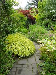 Beautiful Japanese Forest Grass Hakonechloa Great Shade Plant Schattengarten Garten Gartenkunst