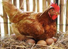 Arti mimpi ayam bertelur dirumah. 15 Lagi Fun Facts Tentang Ayam