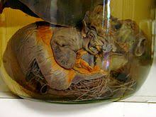 How do cats get heartworms? Dirofilaria Immitis Wikipedia
