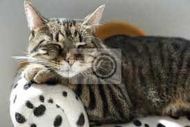 Die südliche tigerkatze (leopardus guttulus). Mude Tiger Katze Auf Einem Dalmatiner Sofa Leinwandbilder Bilder Nap Kater Dalmatiner Myloview De