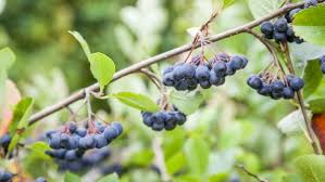 The taste of aronia is a complex sensation in the mouth, tongue, and throat. 3 Homegrown Heroes Deliver Serious Nutrition Delicious Living