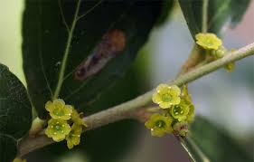 Image result for Mystroxylon aethiopicum