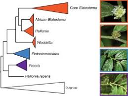 Image result for Elatostema welwitschii
