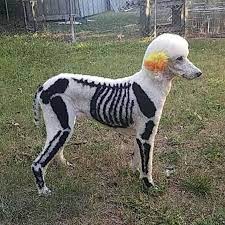 Repeat this until you've dabbed the color onto all areas you wish to dye. Dog Hair Dye Super Black Pd12 Dog Hair Dye Dog Halloween Dog Dye