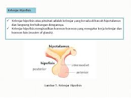 We did not find results for: Hormon Kelompok 3 Dewi Putri Handayani Gemala Alifia