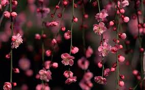 Cute Pink Cherry Blossom High Resolution Wallpapers Pink Flowers Wallpaper Cherry Blossom Wallpaper Cherry Blossom Flowers