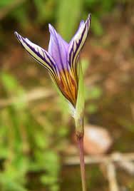 Image result for Romulea camerooniana