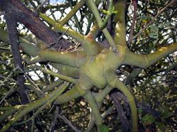 Image result for Viscaceae