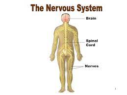 612f259d7fc997f887b1013284fff9f4 Png 1500 1125 Nervous System Nervous Human Body Systems