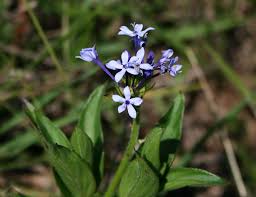 Image result for Pentanisia prunelloides