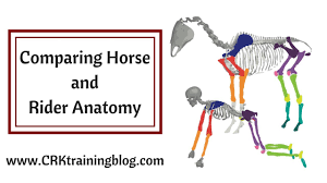 Check spelling or type a new query. Comparing Horse And Rider Anatomy Horseclass
