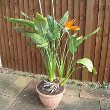 Cara Menanam Bunga Cendrawasih Bird Of Paradise Bibitbunga Com