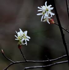 Image result for Amelanchier laevis