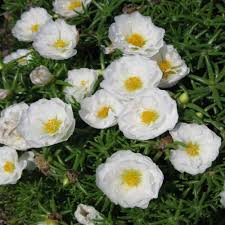 This enduring classic was first published in 1848 stretching to ten editions & is now. Moss Rose Seed White Portulaca Grandiflora Ground Cover Seeds