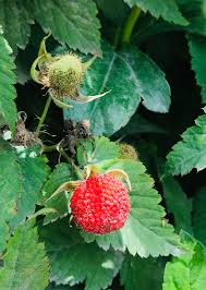 Image result for Rubus rosifolius