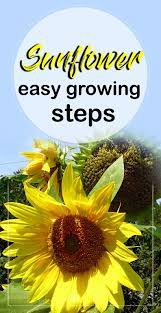 How To Grow Sunflowers Growing Sunflowers From Seeds Sunflower Care Growing Sunflowers Planting Sunflowers Planting Sunflower Seeds