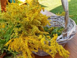 Nu exista suficiente date care sa ateste eficienta sanzienelor in ceea ce priveste. A Mystic Fusion Buchet De Aur Din Sanziene De Gradina O Facebook