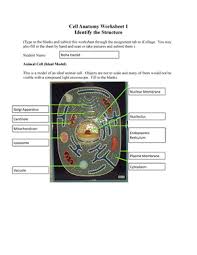 Check spelling or type a new query. Cell Anatomy Worksheet 1 Cell Anatomy Worksheet Identify The Structure Type In Studocu