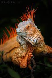 Green Iguana Cute Reptiles Reptiles Amphibians
