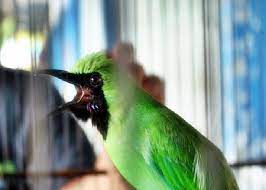 Pin Di Perawatan Burung