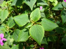 Image result for Impatiens zombensis