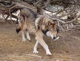 I Work With Wolfdogs And See A Lot Of Regular Dogs Being Claimed To Be Part Wolf In This Subreddit Meet A Shy Girl Nam Wolf Dog Wild Spirit Animal Sanctuary