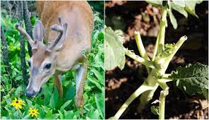 Professional quality · check out our new guides 11 Ways To Keep Deer Out Of Your Garden Dad S Foolproof Solution