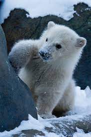 Pin On Animals A Z