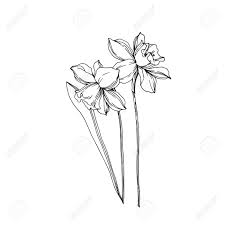 Vector Narcissus Floral Botanical Flowers Wild Spring Leaf Wildflower Isolated Black And White Eng Narcissus Flower Tattoos Narcissus Tattoo Narcissus Flower