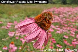 Image result for Eriosema flemingioides