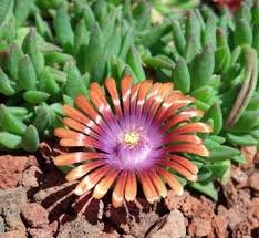 Image result for Delosperma spp.