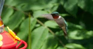 Birds Of Western North Carolina Photos Pin By Inn On Mill Creek On Birds Of Western North Carolina Ruby Throated Hummingbird North Carolina Mountains Birds