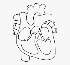 Maybe you would like to learn more about one of these? Anatomy Health Heart Human Science Human Heart Diagram Without Labels Hd Png Download Kindpng