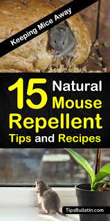 And now the game is afoot! 15 Brilliant Diy Mouse Repellents