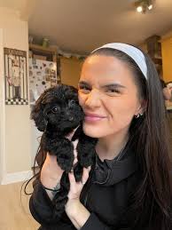 Westiepoo characteristics and traits