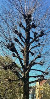 Hat Racking A Pruning Technique To Control Low Shrubs