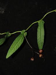 Image result for Xenostegia tridentata