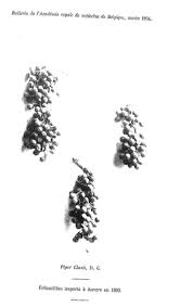 Image result for Piper guineense