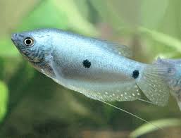 Blue Gourami Three Spot Gourami Trichopodus Trichopterus