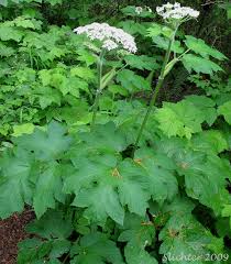 Image result for Heracleum
