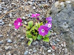 Image result for Primula x pubescens