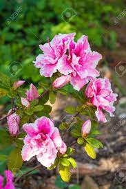 Pink and white azaleas in garden. Pink And White Flowers On An Azalea Bush Growing In The Shade Stock Photo Picture And Royalty Free Image Image 121297728