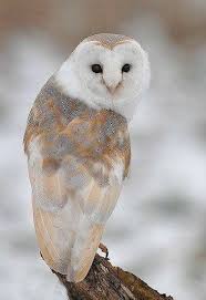 Words Can T Describe Barn Owl Owl Photos Owl