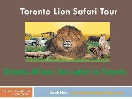 Toronto Airport Taxi Offers Flat Rates For African Lion Safari Limo Services Book Now Www Torontoairport Taxi Com With Images Lion Safari African Lion Lion