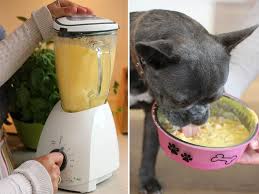 Hunde Smoothies Selbst Gemacht Dog Shakes Fur Den Vierbeiner Obst Fur Hunde Hunde Snacks Hunde