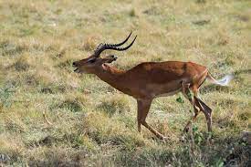 A patch 11.12 lol champion tier list on mobafire. Impalas Wikipedia