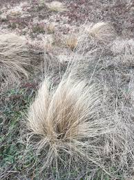 Image result for Eragrostis curvula